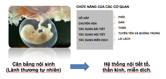 peptide nhau thai tươi