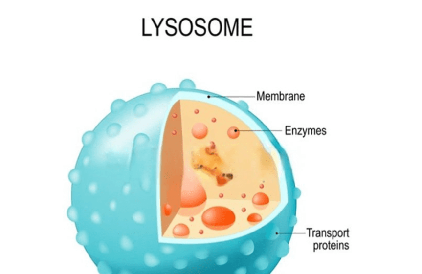 Đặc điểm của bệnh rối loạn dự trữ lysosome